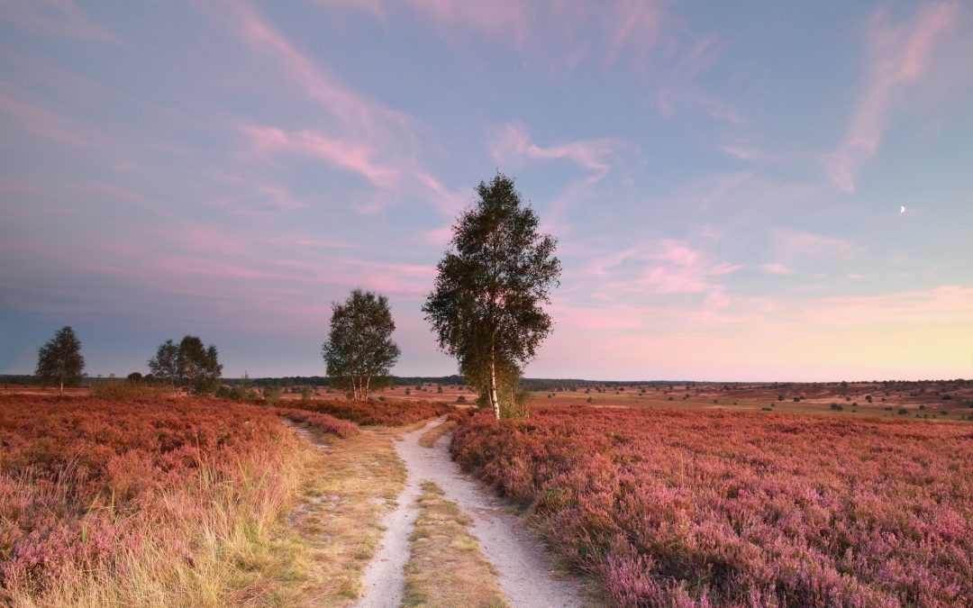 split path at sunset and heather flowers